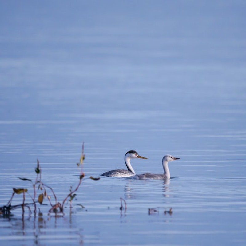 Two birds in calm, blue water