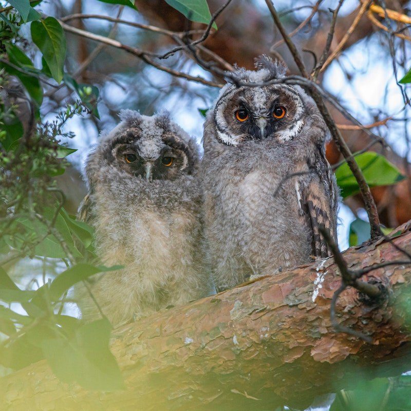 Two wise owls